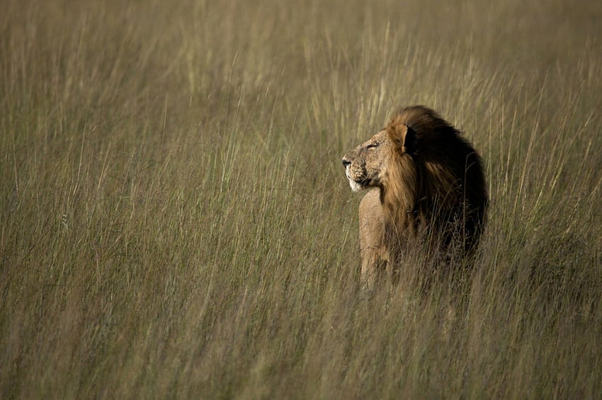 สิงโตเดินด้อมๆ มองๆ ชีวิตป่า แมวตัวใหญ่ สิงโต ซาวันนาห์ เดินด้อมๆ มองๆ วอลล์เปเปอร์ HD
