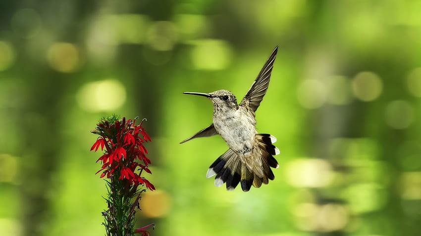 pássaro, beija-flor, flor, mosca, balanço, desfocando fundo completo, abstrato colibri papel de parede HD
