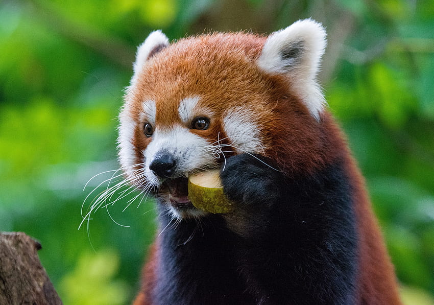 Animals, Food, Red Panda, Fiery Panda HD wallpaper