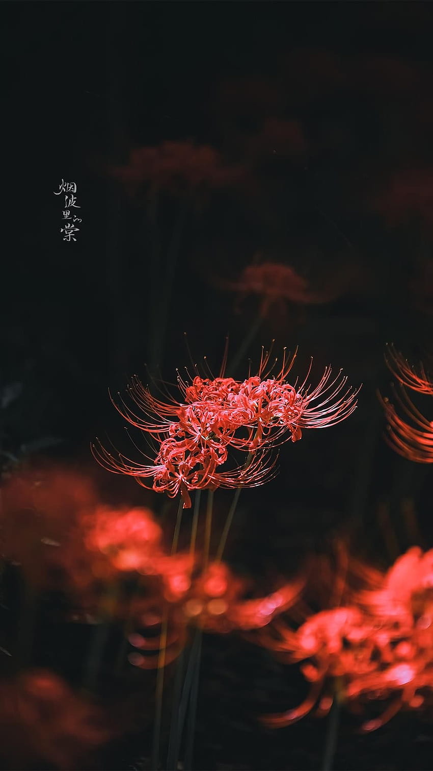 Higanbana. ideas lirio araña roja, radiata, flores fondo de pantalla del teléfono
