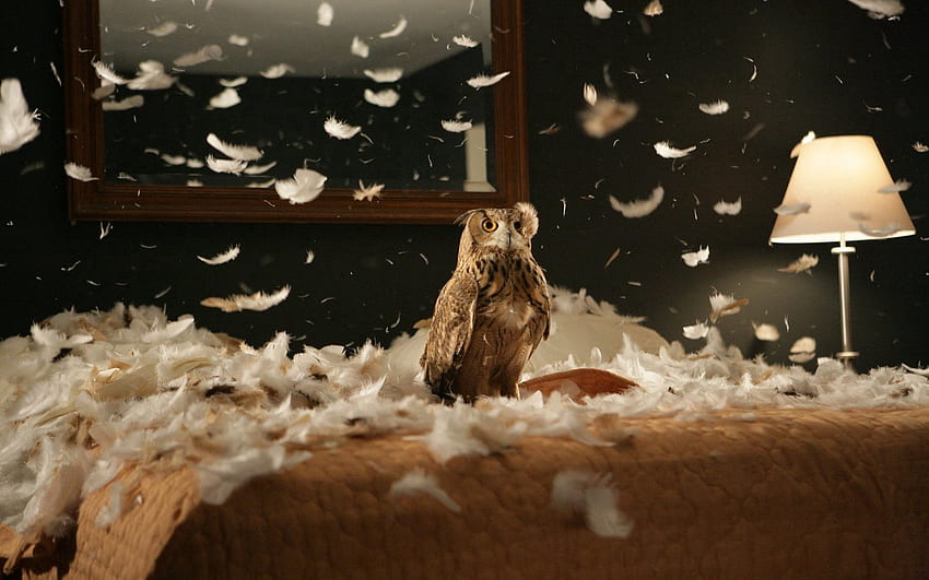 สัตว์ นกฮูก ขนนก นก นักล่า เตียง วอลล์เปเปอร์ HD