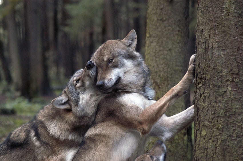 Games, Animals, Wolfs, Forest HD wallpaper