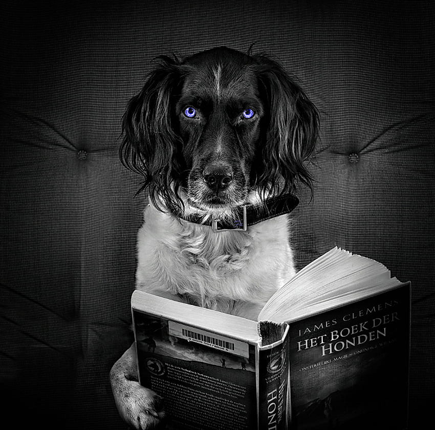 Perro con amos, azul, perro, lectura, libro, ojos, caliente, fresco fondo de pantalla