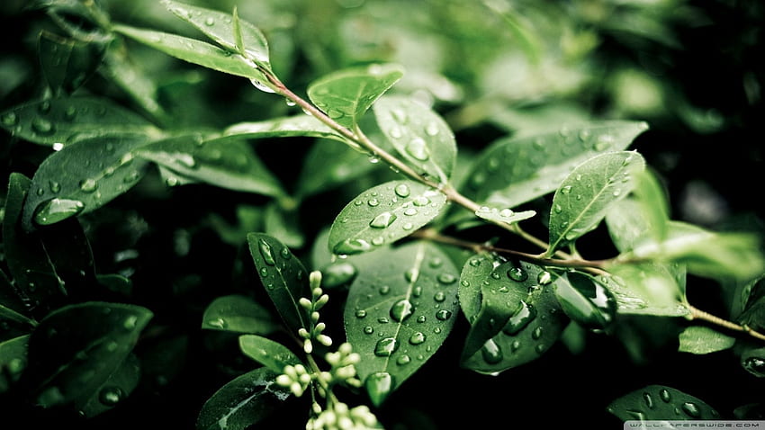 雨上がりの緑の植物の葉 ❤ for 高画質の壁紙