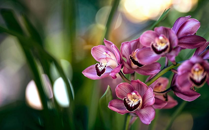 Орхидеи, орхидея, розово, зелено, цвете HD тапет