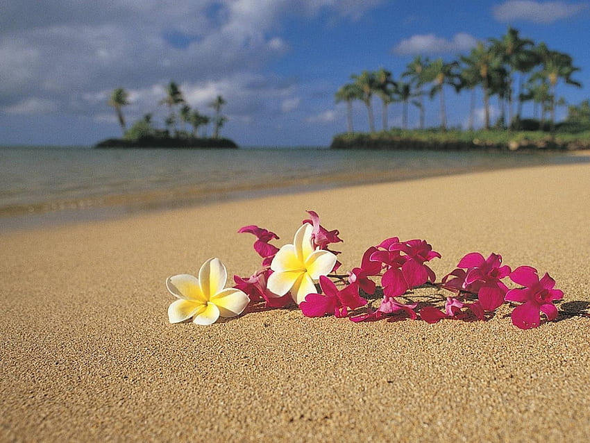 List of Synonyms and Antonyms of the Word: hawaiian flowers, Hawiian iPhone HD wallpaper