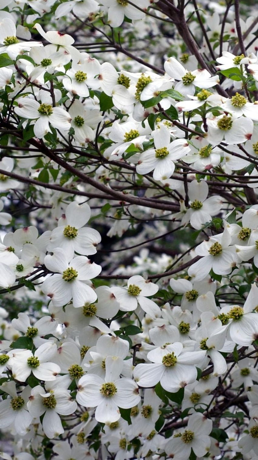 Corniolo, bianco, fiore, giardino, albero di corniolo Sfondo del telefono HD