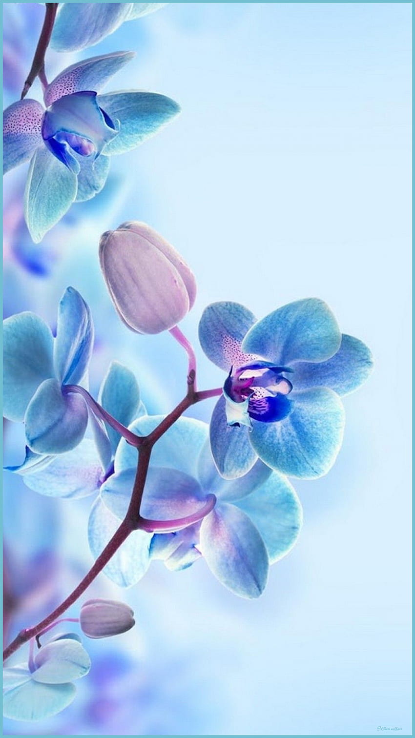 9D-Blume für Handys Bestes Blau - 3D-Blume HD-Handy-Hintergrundbild ...