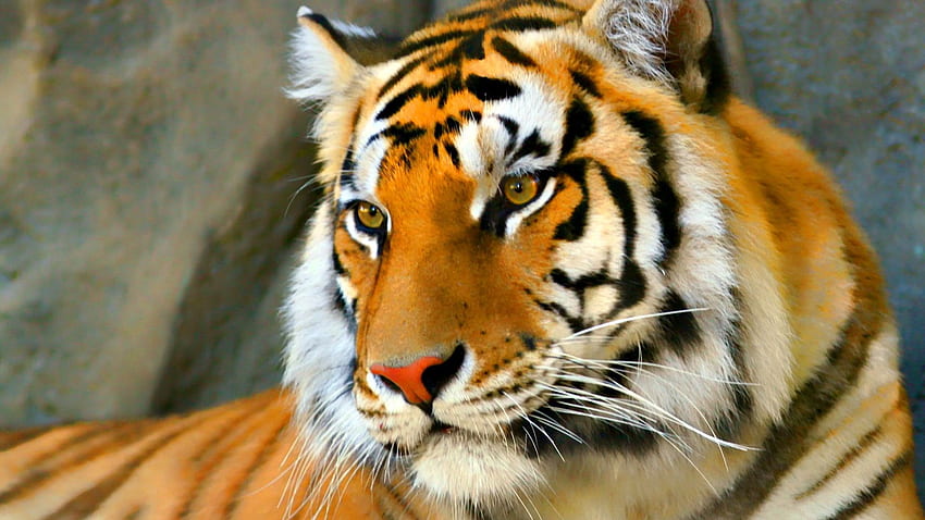 Tiger Face HD Wallpaper Pxfuel