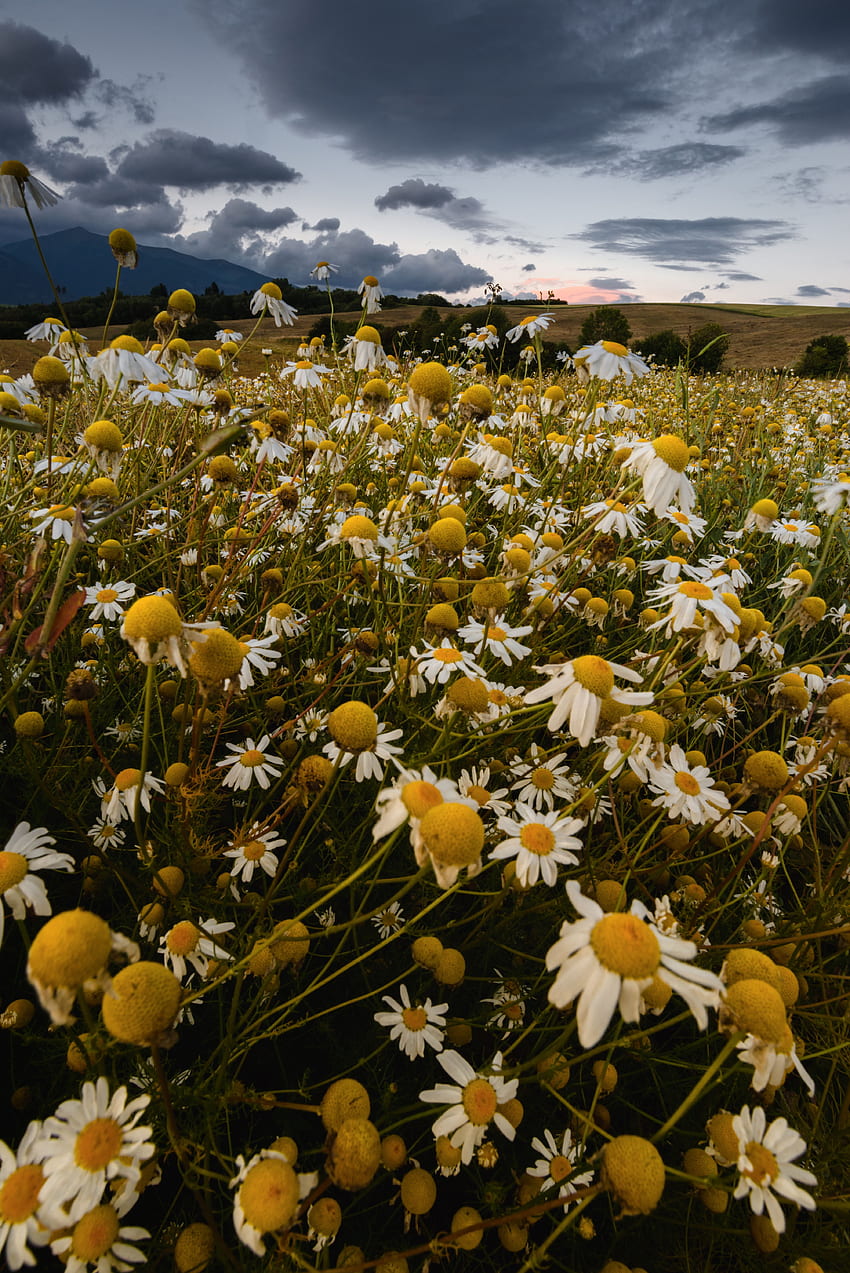 Flowers, Summer, Camomile, Field, Mainly Cloudy, Overcast HD phone wallpaper