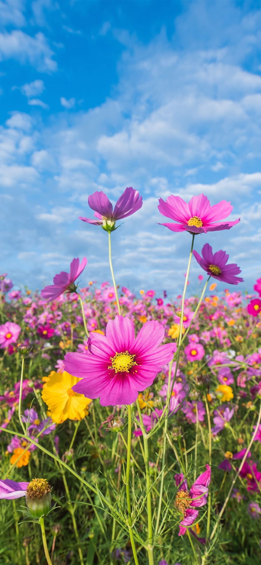 Bunga merah muda, kosmos, padang rumput, musim panas iPhone XS Max, Bunga Musim Panas wallpaper ponsel HD