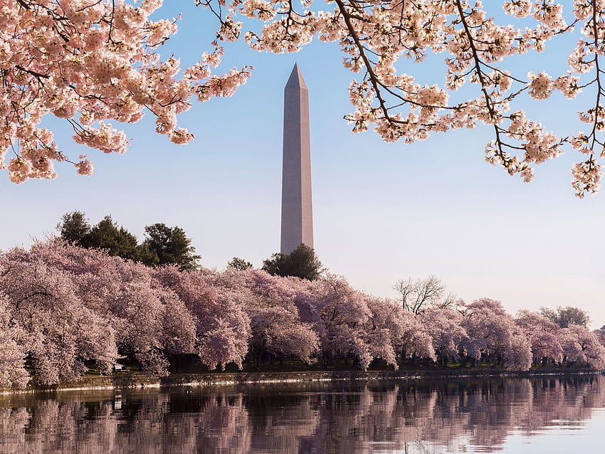 Celebrate D.C.'s Cherry Blossom Festival at These Hotels - Condé, Washington DC Cherry Blossom HD wallpaper
