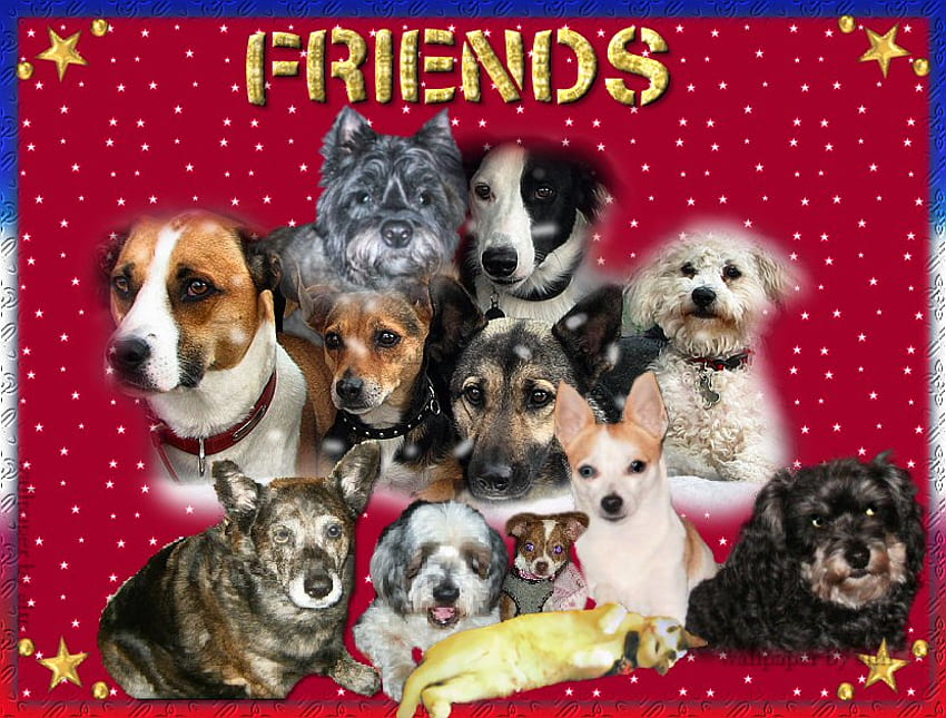friends and cousins, sweet, cousins, red, dogs, friends HD wallpaper