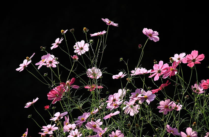 꽃, 검정색 배경, Kosmeya, 코스모스 HD 월페이퍼