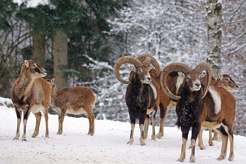 cold, european, european mouflon, horned, horns, mammal, mouflon, Winter Wildlife HD wallpaper