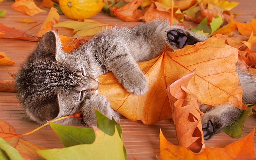 leaves, autumn, grey kitten for with resolution . High Quality, Fall Kitten HD wallpaper