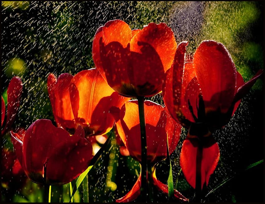Tulips in rain, raining, showers, rain, graphy, tulips HD wallpaper