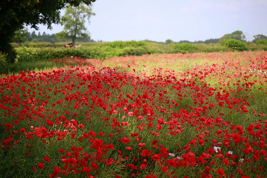 the field poppies flower green tree summer nature blur HD wallpaper