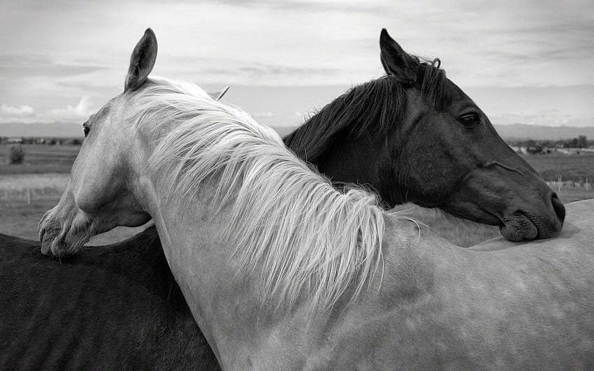 Pferd iPhone, schwarzes Pferd HD-Hintergrundbild