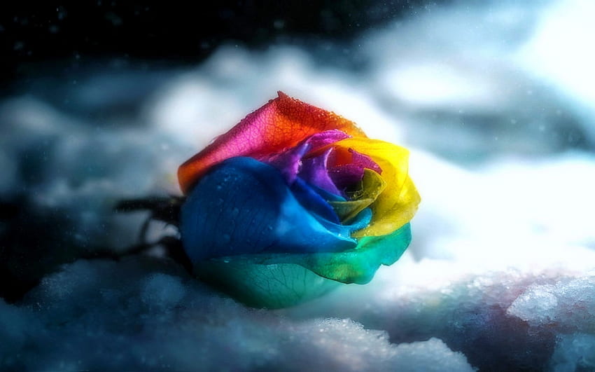 ..Colorful Rose in Gray.., winter, colorful, graphy, colors, conceptual, roses, flower arrangements, attractions in dreams, lovely still life, beautiful, rainbows, seasons, creative pre-made, love four seasons, pretty, cool, flowers, lovely HD wallpaper