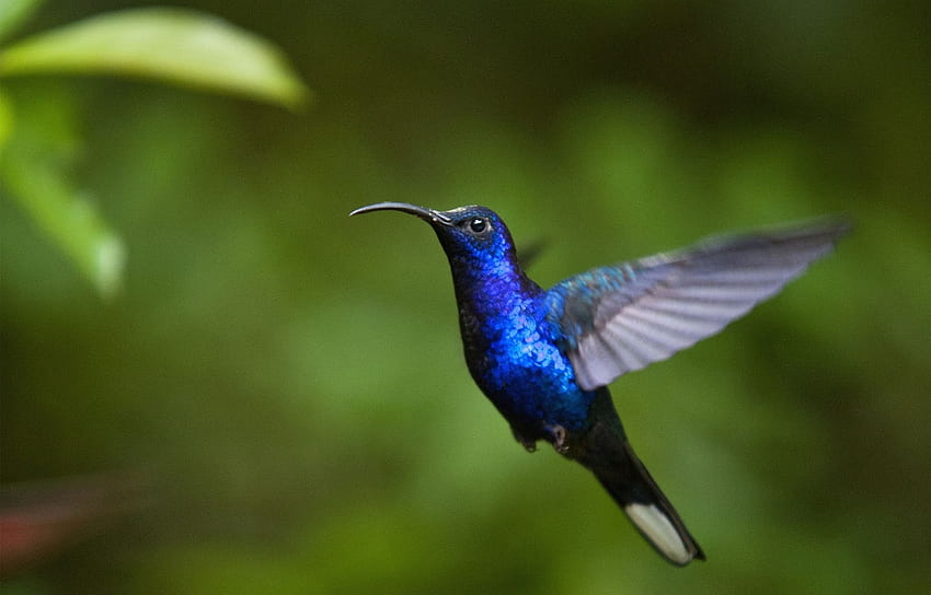 син цвят колибри, , тананикане, птица, красива HD тапет