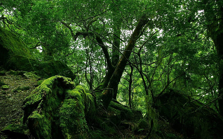 ธรรมชาติ, ป่าไม้, ตะไคร่น้ำ, ป่า, ไม้พุ่ม, พุ่มไม้, ป่า วอลล์เปเปอร์ HD