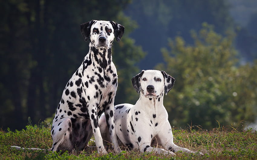 *** Dalmatins ***, animal, chien, animaux, chiens, dalmatins Fond d'écran HD