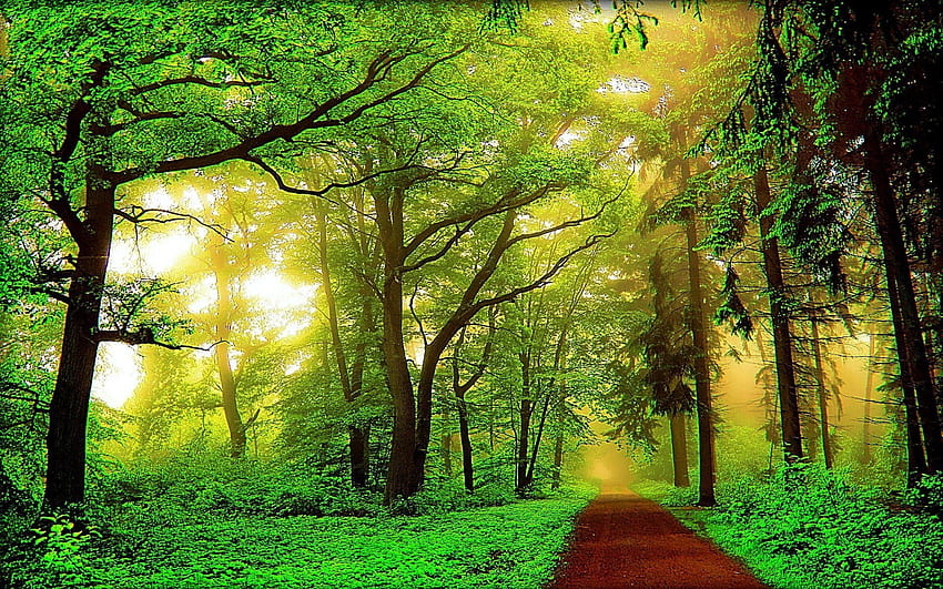 ป่าดงดิบ ป่าที่สวยงาม วอลล์เปเปอร์ HD