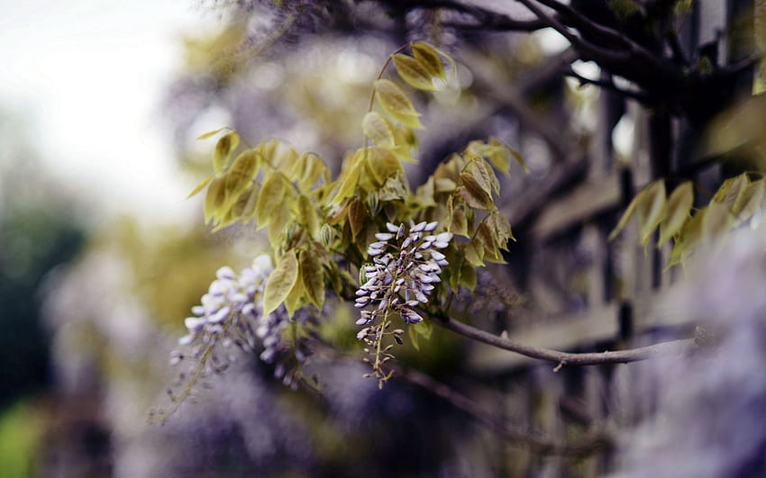 Nature, Leaves, Summer, Bloom, Flowering, Branch, Inflorescence HD wallpaper
