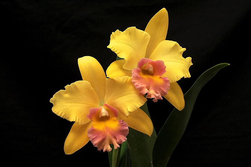 Yellow Orchid, Orange Orchid HD wallpaper