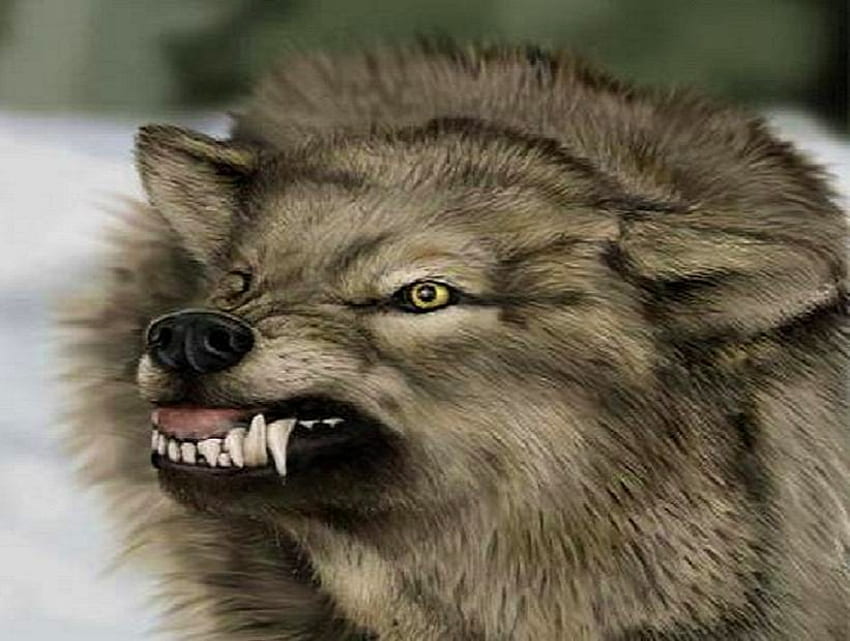 The wild, fangs, attack, angry, wolf, wild, brown and black HD wallpaper