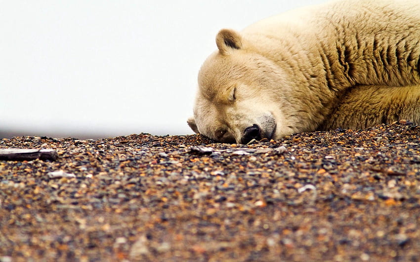 สัตว์ หิน ปากกระบอกปืน การนอนหลับ ความฝัน หมีขั้วโลก หินบด เศษหินหรืออิฐ วอลล์เปเปอร์ HD