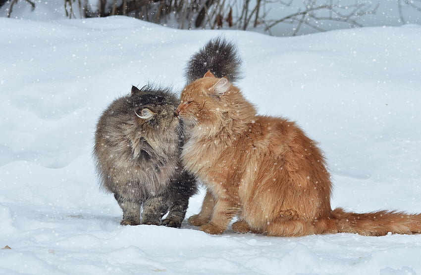 zwierzęta, zima, koty, śnieg, para, para, pocałunek Tapeta HD