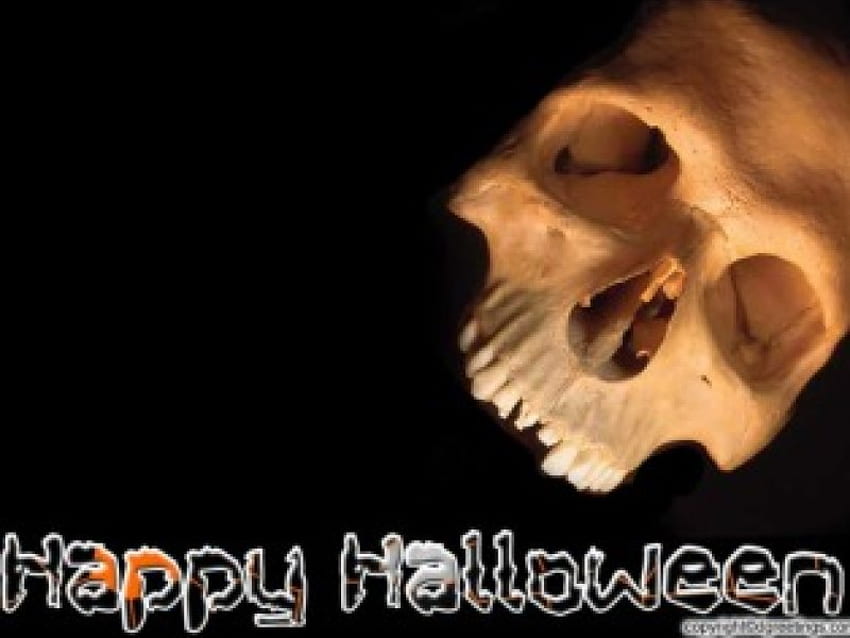 Skull for Halloween, halloween, skull HD wallpaper