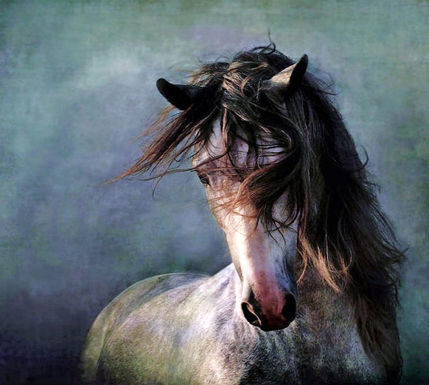 Esprit, crinière noire, cheval, étalon, blanc pommelé, sauvage, beauté Fond d'écran HD