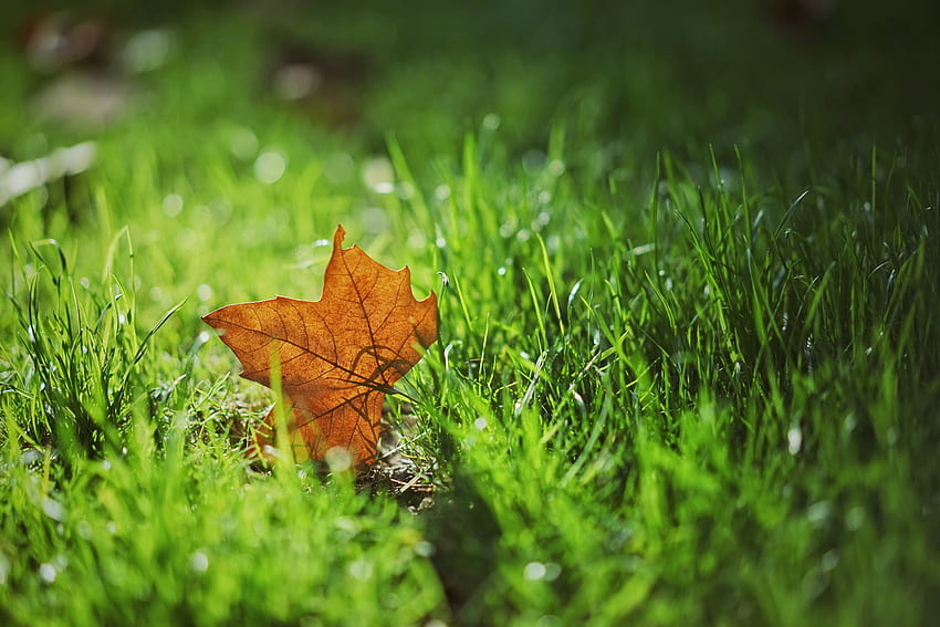 natureza, grama, outono, borrão, suave, folha, folha, maple papel de parede HD