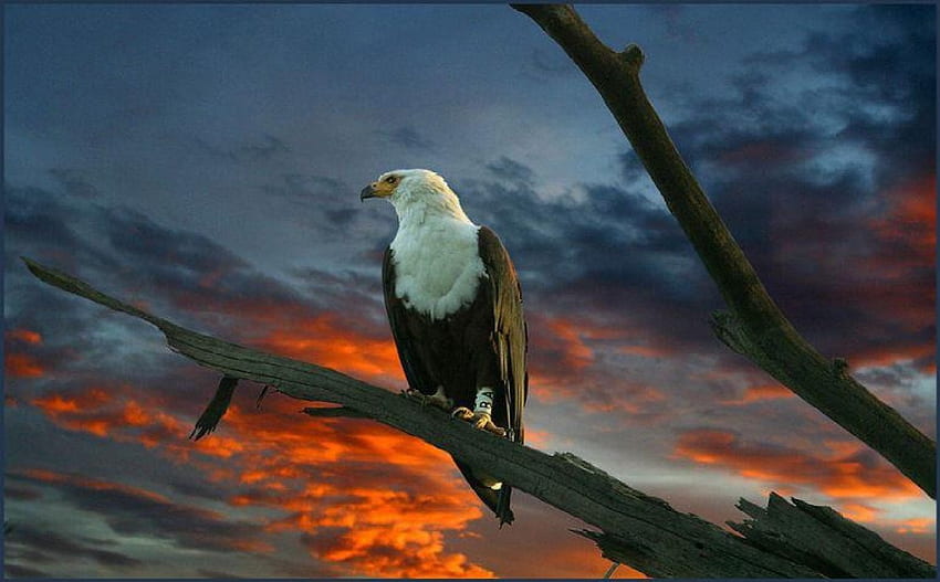Adler, Vögel, Tiere, USA HD-Hintergrundbild