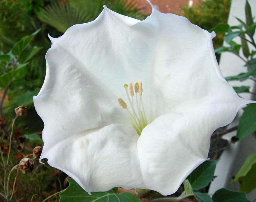 Acanthus Datura flowers wallpaper