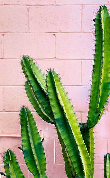 Colorful cactus HD wallpapers | Pxfuel