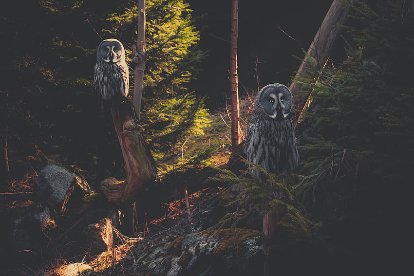 Animals, Owl, Bird, Forest, Predator, Great Gray Owl, Bearded Obscure HD wallpaper