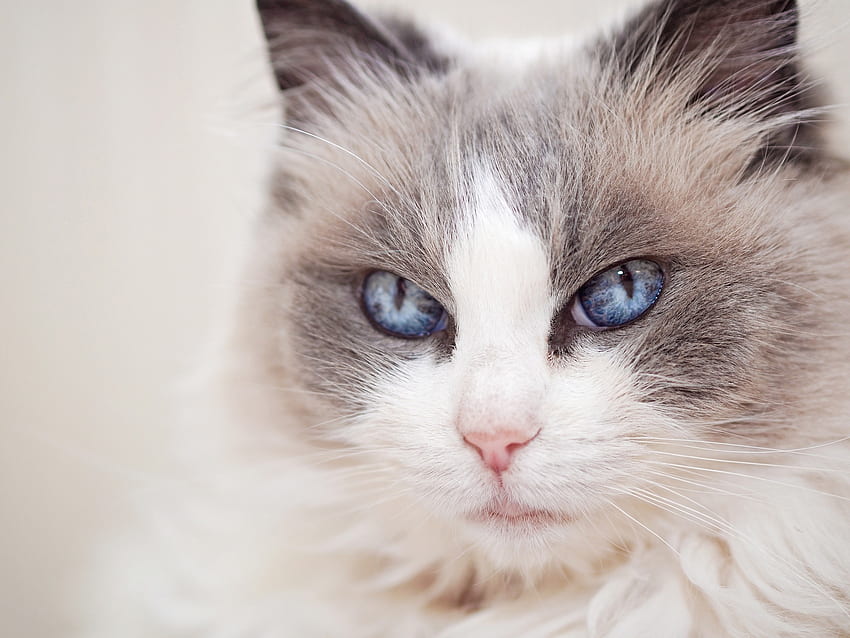 Cat, pisica, animal, ragdoll, eyes, bleu HD wallpaper