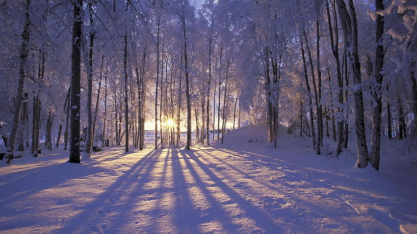 눈, 나무, 숲, 북극 숲 HD 월페이퍼