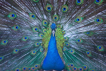 Page 11 | the peacock HD wallpapers | Pxfuel