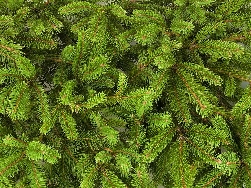 Latar Belakang Pinus. Darkspine Sonic , Frosty Pine Needles dan Pine Wreath, Pine Branch Wallpaper HD