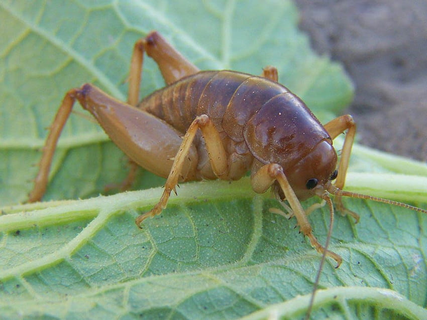 Jerusalem Cricket - Child Of The Earth Insect - & Background HD wallpaper