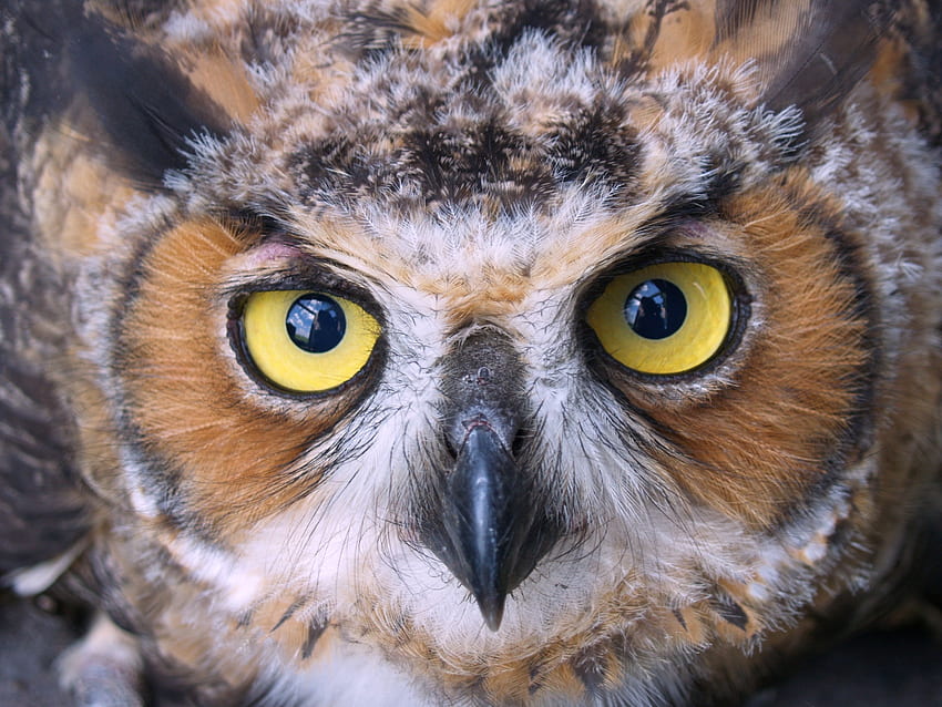 Animals, Owl, Bird, Beak, Muzzle, Predator HD wallpaper