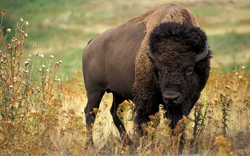 Animals, Flowers, Grass, Buffalo, Horns, Bison HD wallpaper