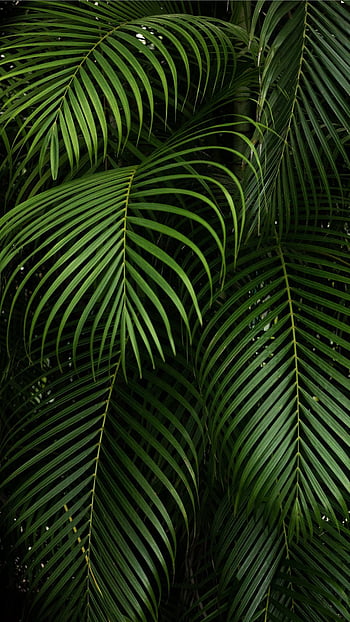 Best rainforest HD wallpapers | Pxfuel