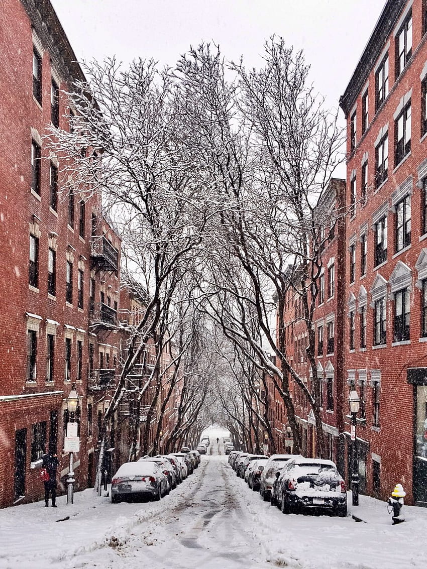 Snowy Trees in Boston. I know from Instagram that this is a, Boston Snow HD phone wallpaper