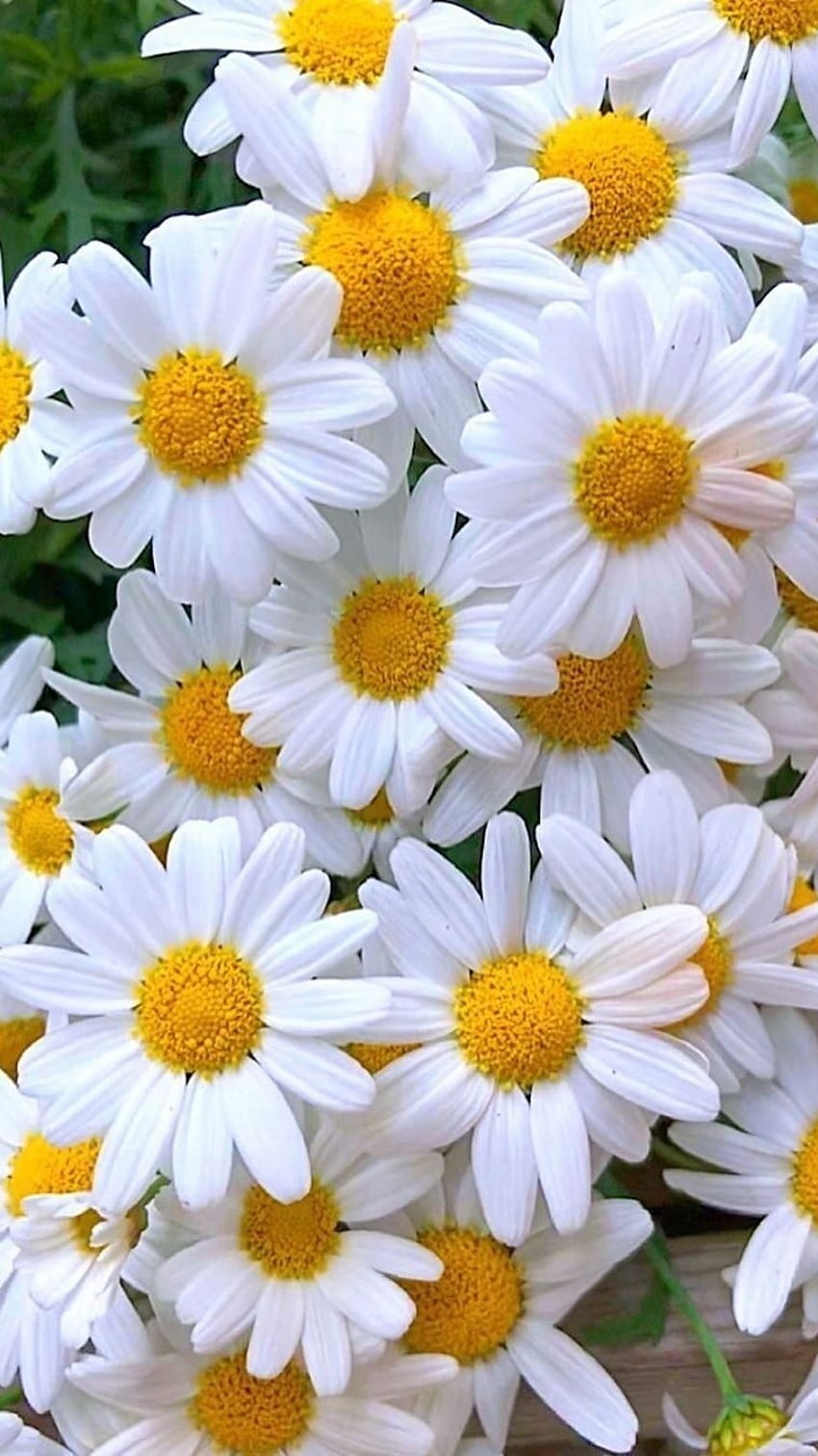 Цвете, цвете маргаритка HD тапет за телефон